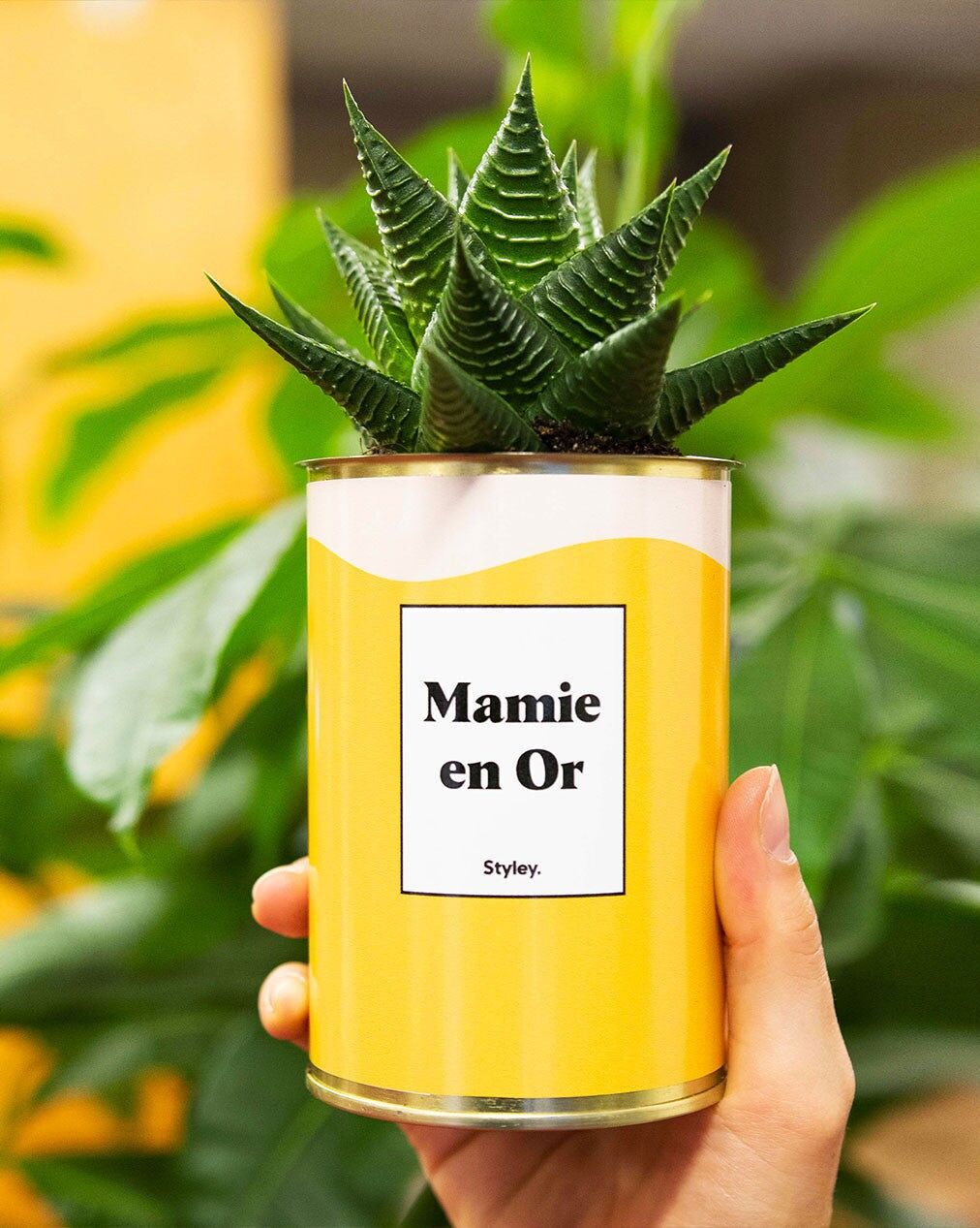 Nonna d'oro - Cactus