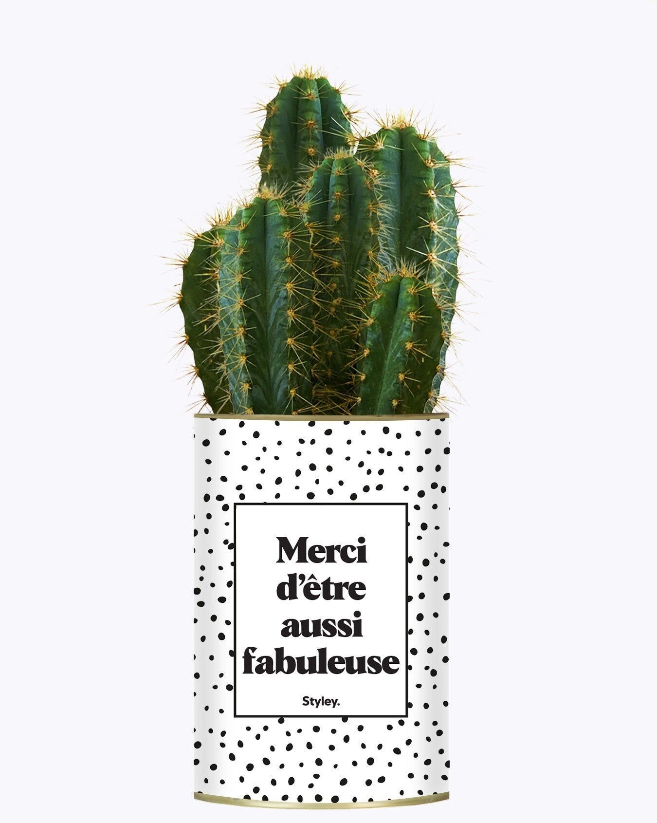 Grazie per essere così favoloso - Cactus