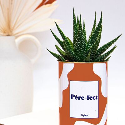 Padre-perfetto - Cactus