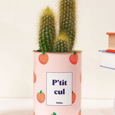 Piccolo asino - Cactus
