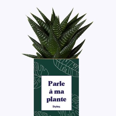 Parla con la mia pianta - Cactus