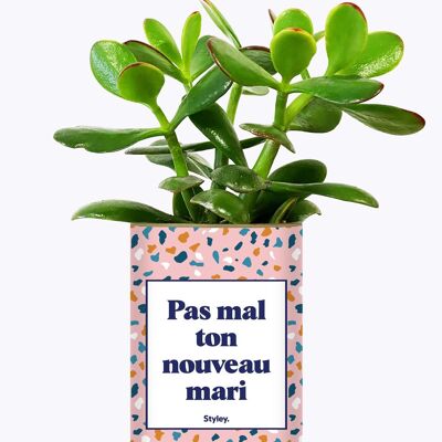 Non male il tuo nuovo marito - Plant