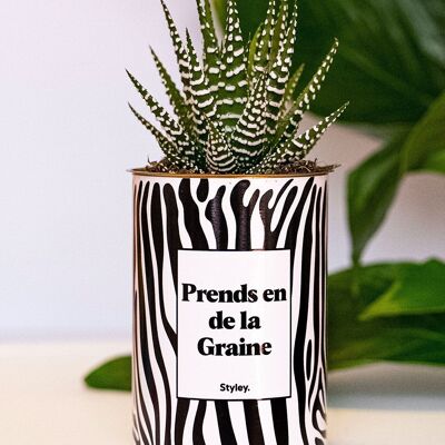 Prendi dei semi - Cactus