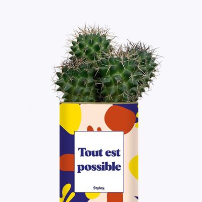 Tutto è possibile - Cactus