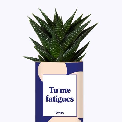Mi stanchi - Cactus