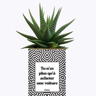 Tutto quello che devi fare è comprare un'auto - Cactus