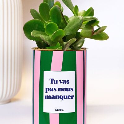 Non ci mancherai - Pianta succulenta