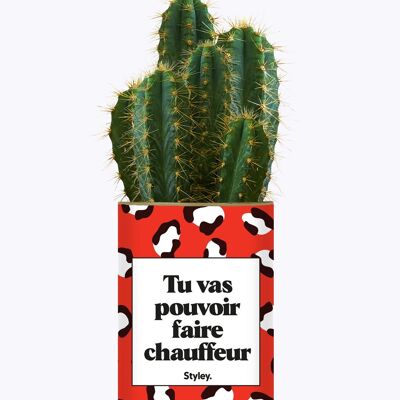 Potrai diventare un autista - Cactus