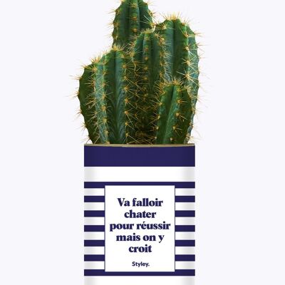 Dovrai chattare per avere successo - Cactus