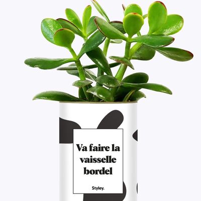 Vai a lavare i piatti, dannazione - Cactus