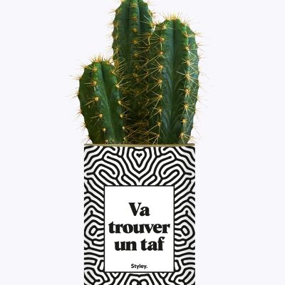 Vai a cercare lavoro - Cactus