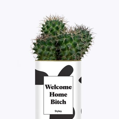 Benvenuta a casa, stronza - Cactus