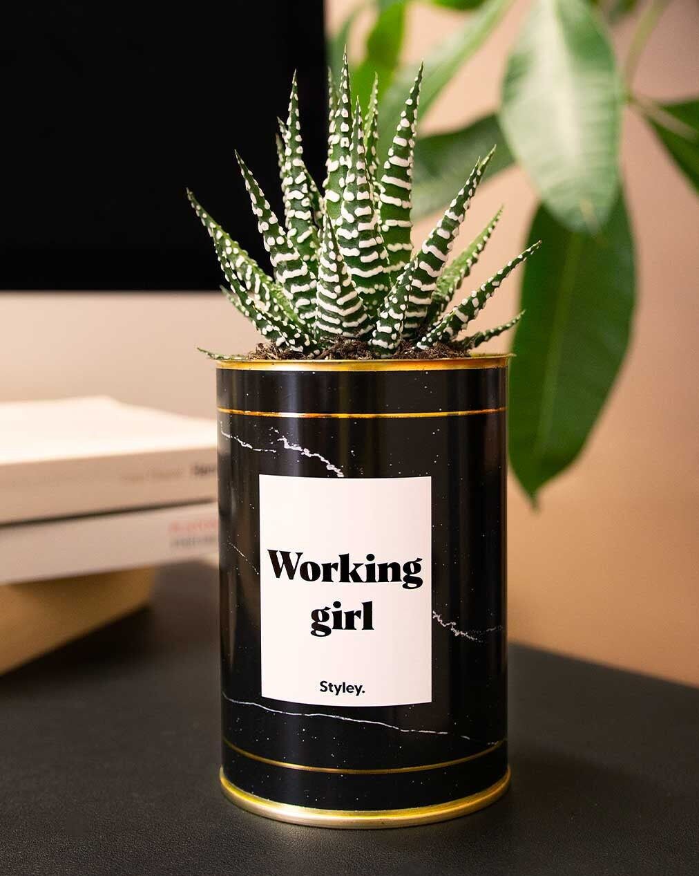Working Girl - Kaktus