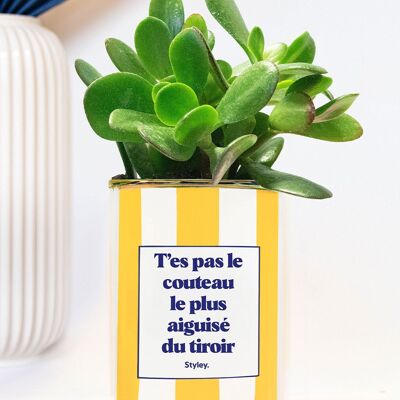 Non sei il coltello più affilato - Succulent