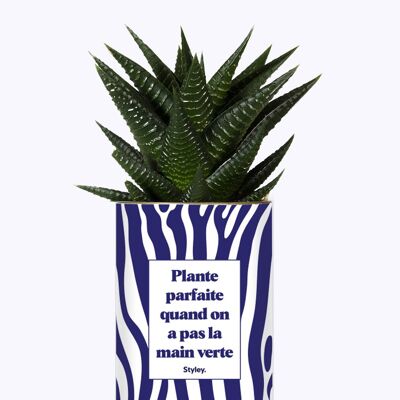 Pianta perfetta quando non hai il pollice verde: il cactus