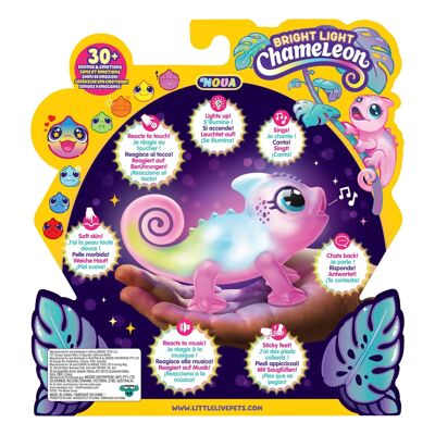 Piccoli animali domestici vivi Bright Chameleon Nova