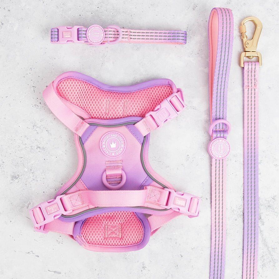 Arnés, correa y collar ajustables para perros Love That For You