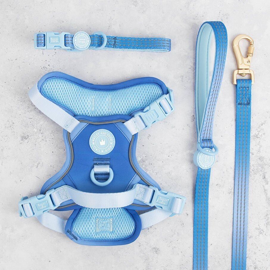 Head in the Clouds Adjustable Dog Harness, Lead & Collar Bundle