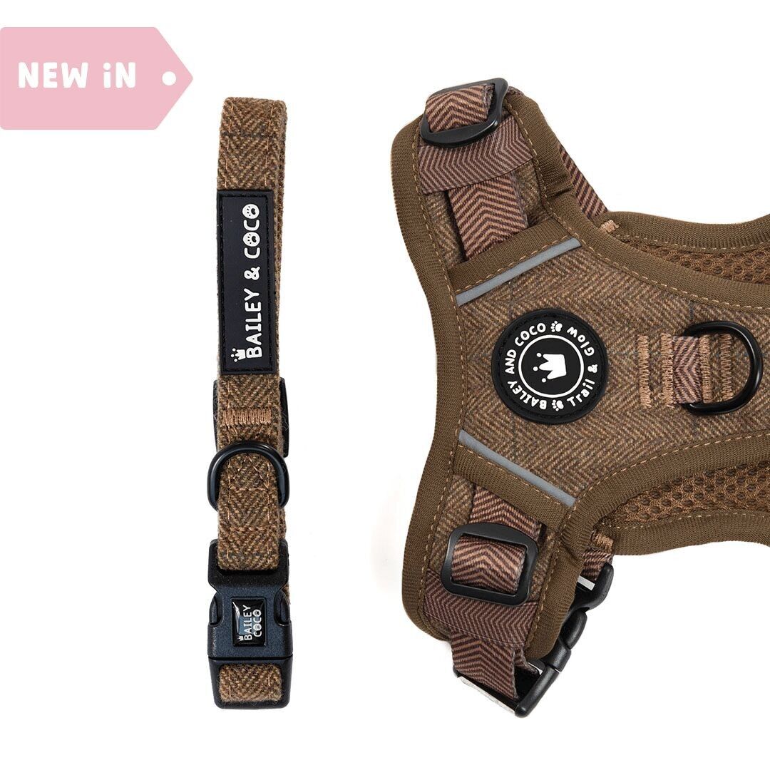 Cuello ajustable - Oxford Tweed