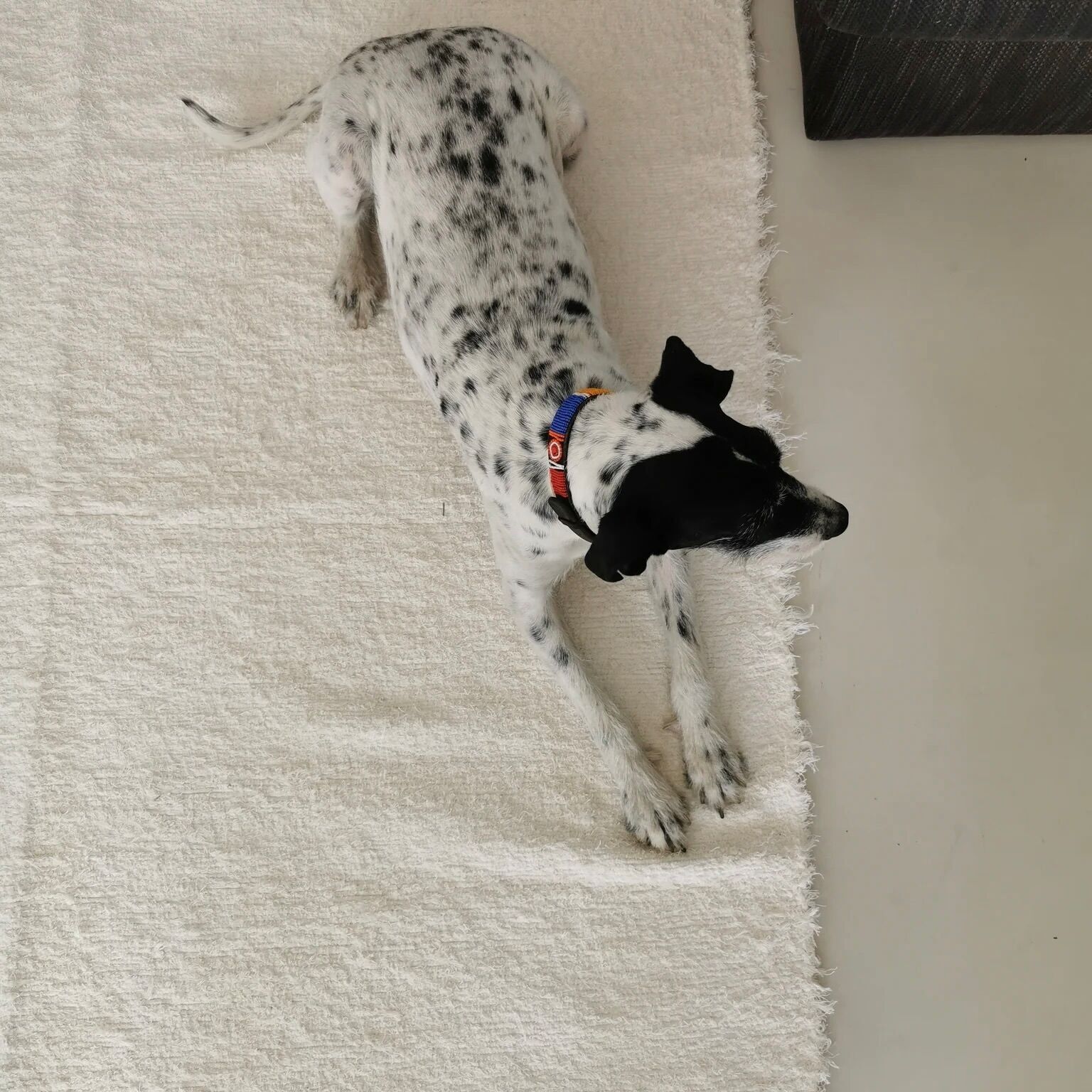 Elvira Spanish Rug - 140X200