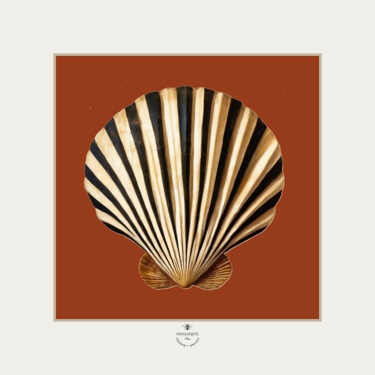 La concha de vieira en tierra de siena - ilustración 18x18 cm