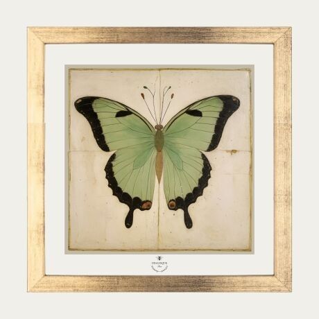 La Mariposa Verde - Pack Marco Dorado 20x20 cm + Ilustración