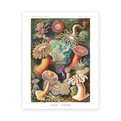 Sea Anemones Art Print