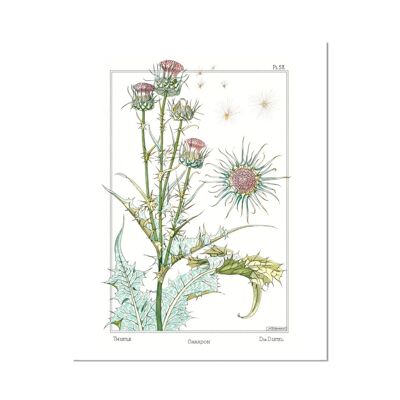 Thistle Fine Art Print