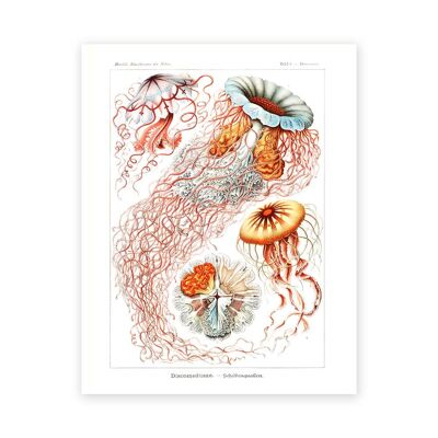 Jellyfish Art Print