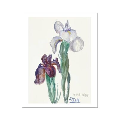 Irises Fine Art Print