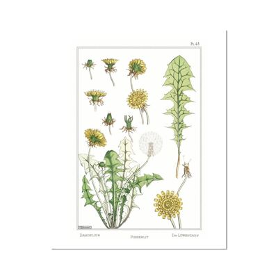 Dandelion Fine Art Print