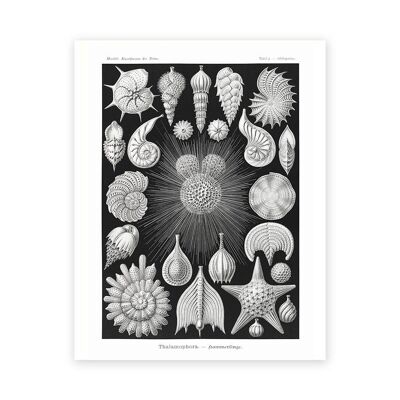 Starfish and Shells Art Print