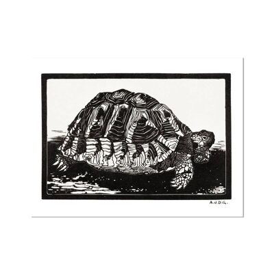 Tortoise Art Print