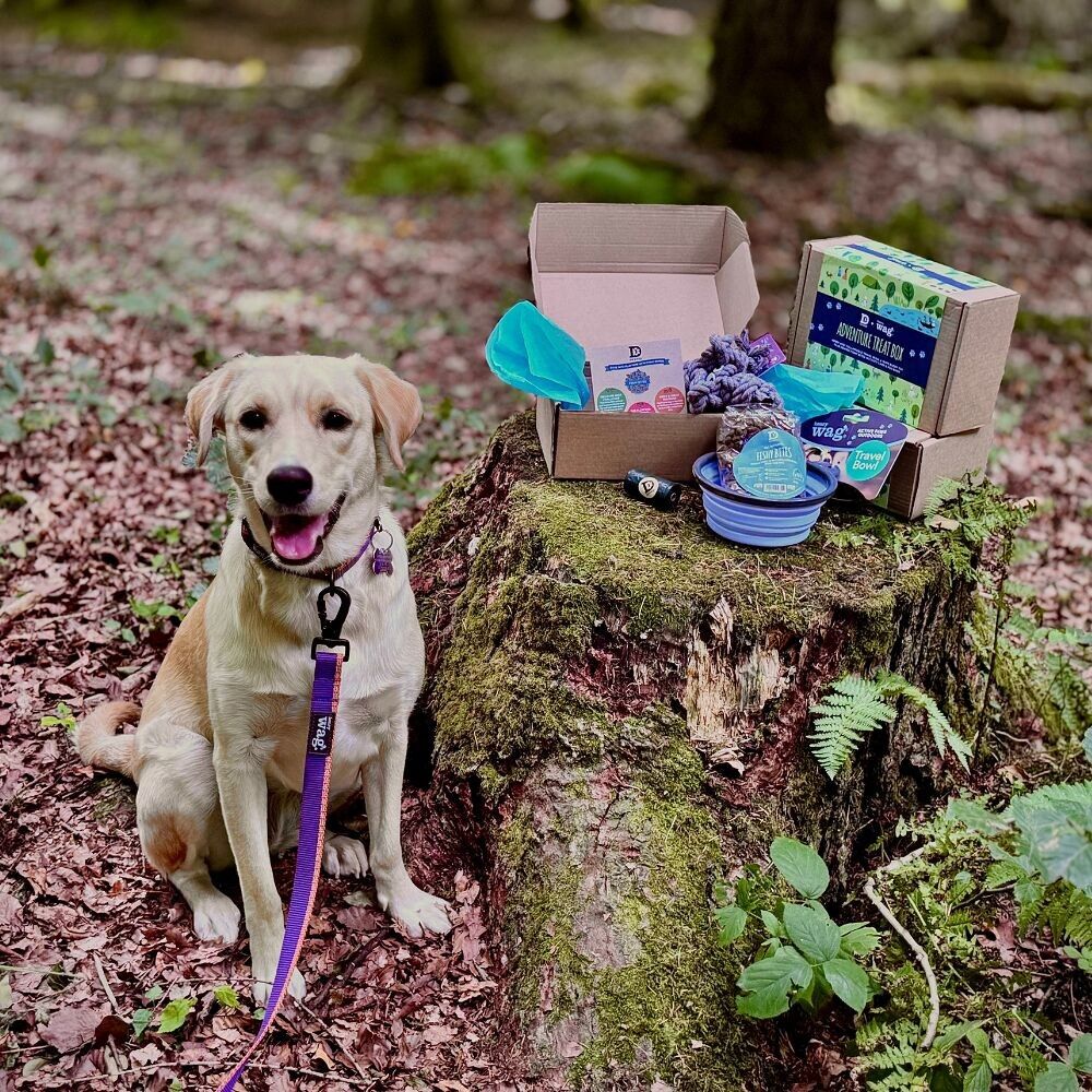 Caja de regalo de golosinas para perros Dewkes and Henry Wag Adventure