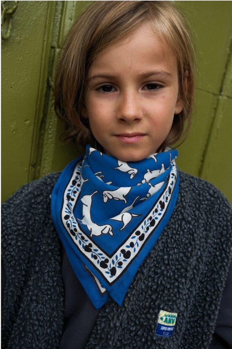 Perro salchicha adulto con bufanda azul