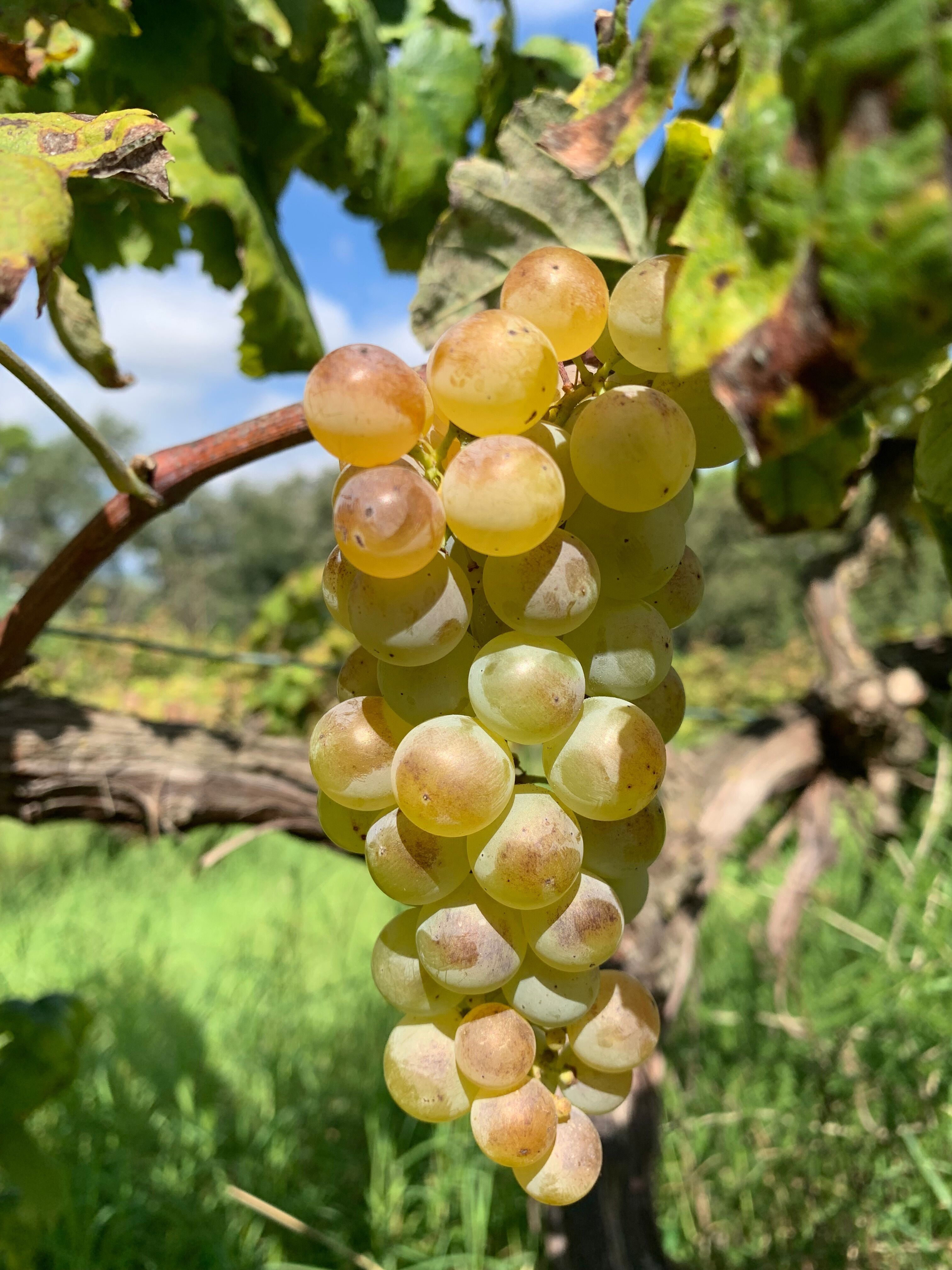 Pack Découverte – Explorez les vins Sans Domaine 6bt - Prix Spécial Octobre