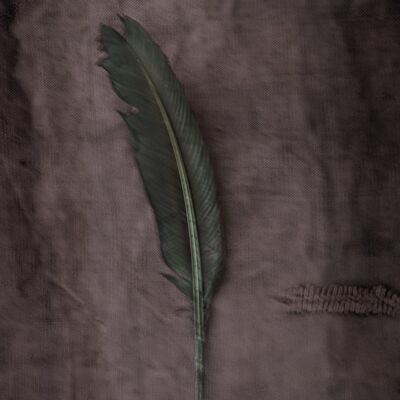 La piuma verde - 50x70 cm / 19¾ x 27½ in