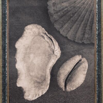 Conchas marinas y magia: 30x40 cm / 11¾ x 15¾ pulgadas