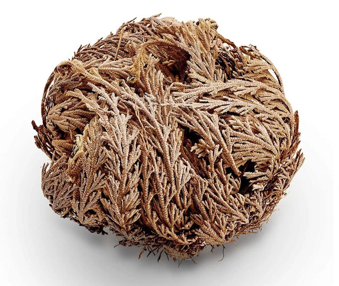Rose of Jericho – Plant of Rebirth and Resilience – Christmas Gift 2025