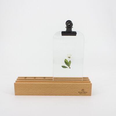 Wintergarten - Schwarzes Klemmglas - (hergestellt in Frankreich) aus massivem Buchenholz und Glasplatte