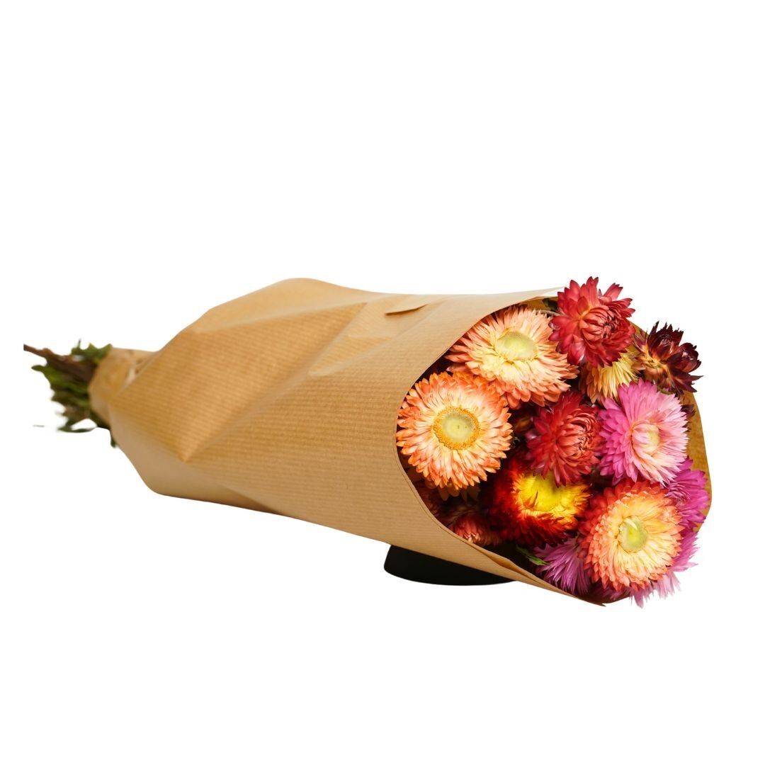 Fiori secchi – Elicriso naturale