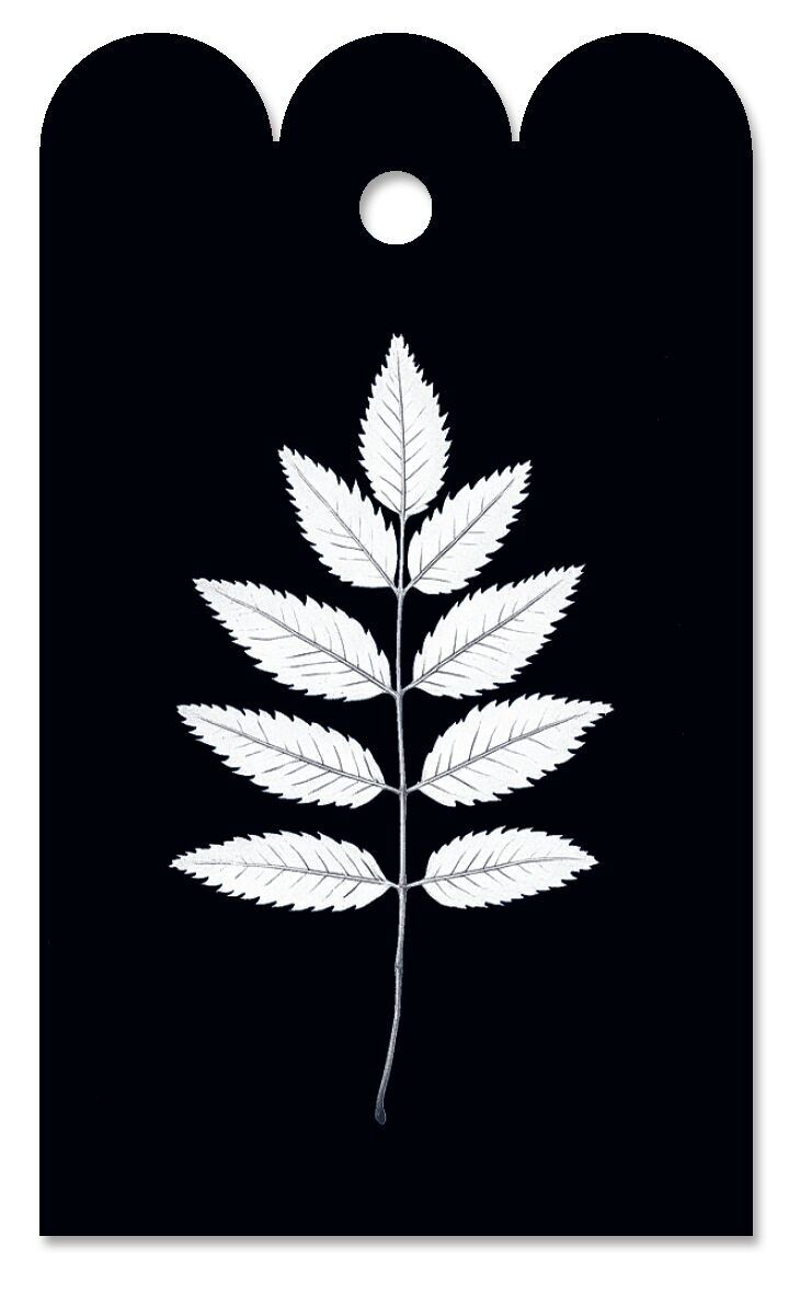 Etiqueta de regalo de ceniza