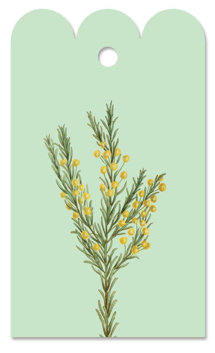 Etiqueta de regalo Acacia lineata