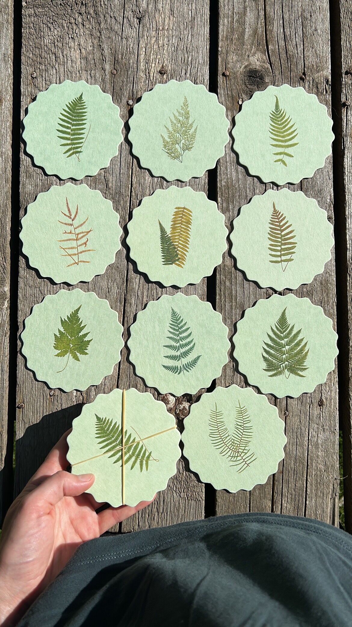 Coaster Ferns