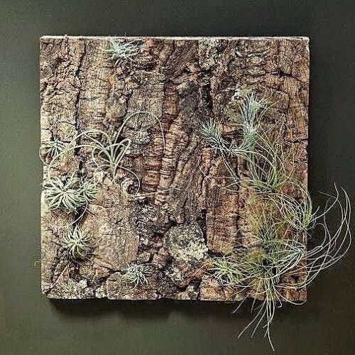Natural Cork Panel for Air Plants Display 30X30 cm