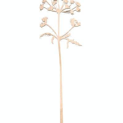 wooden hogweed