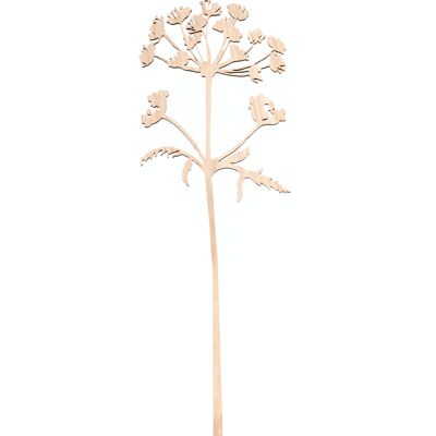 wooden hogweed