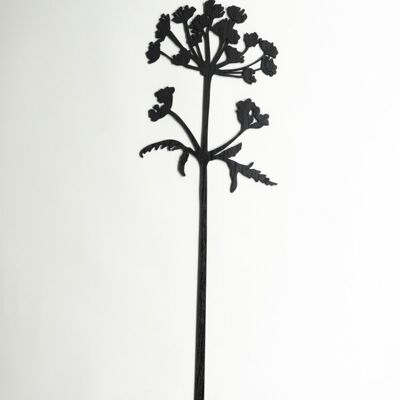 Hogweed negro