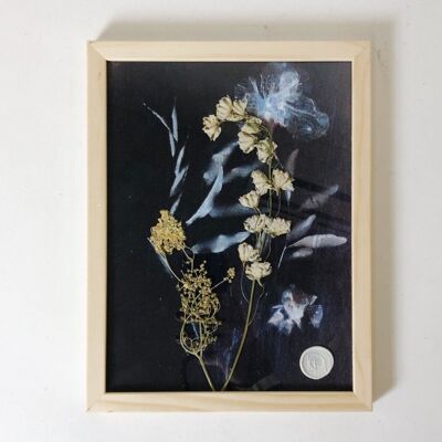 Dried flowers and cyanotype positive
