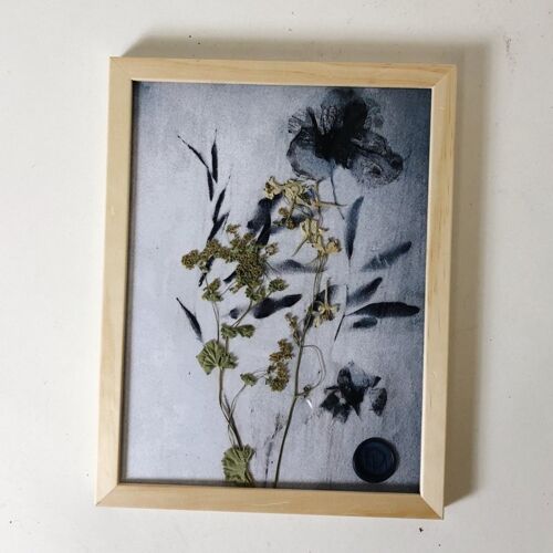 Dried flowers and cyanotype negative